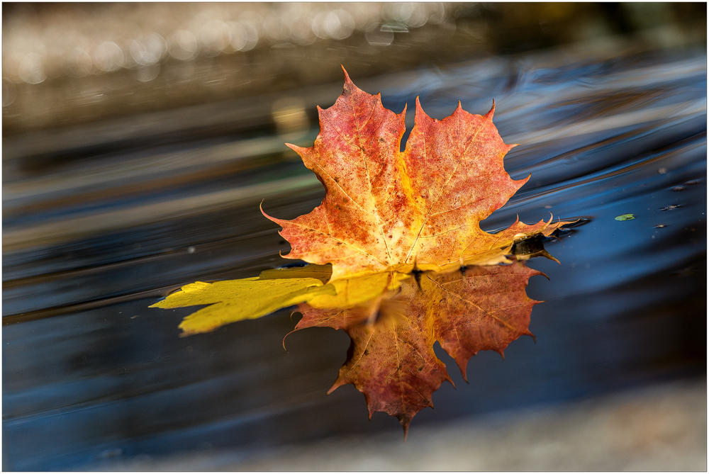 ~ Herbstliche Krone ~