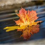 ~ Herbstliche Krone ~