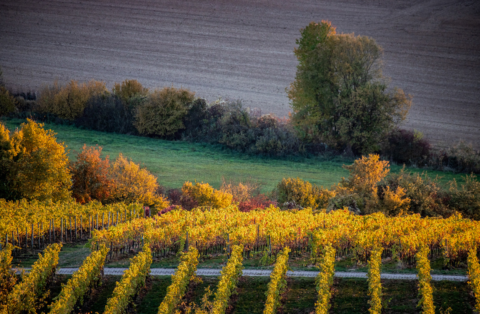 Herbstliche Kulturlandschaft