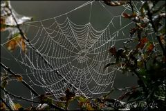 Herbstliche Kunstwerke