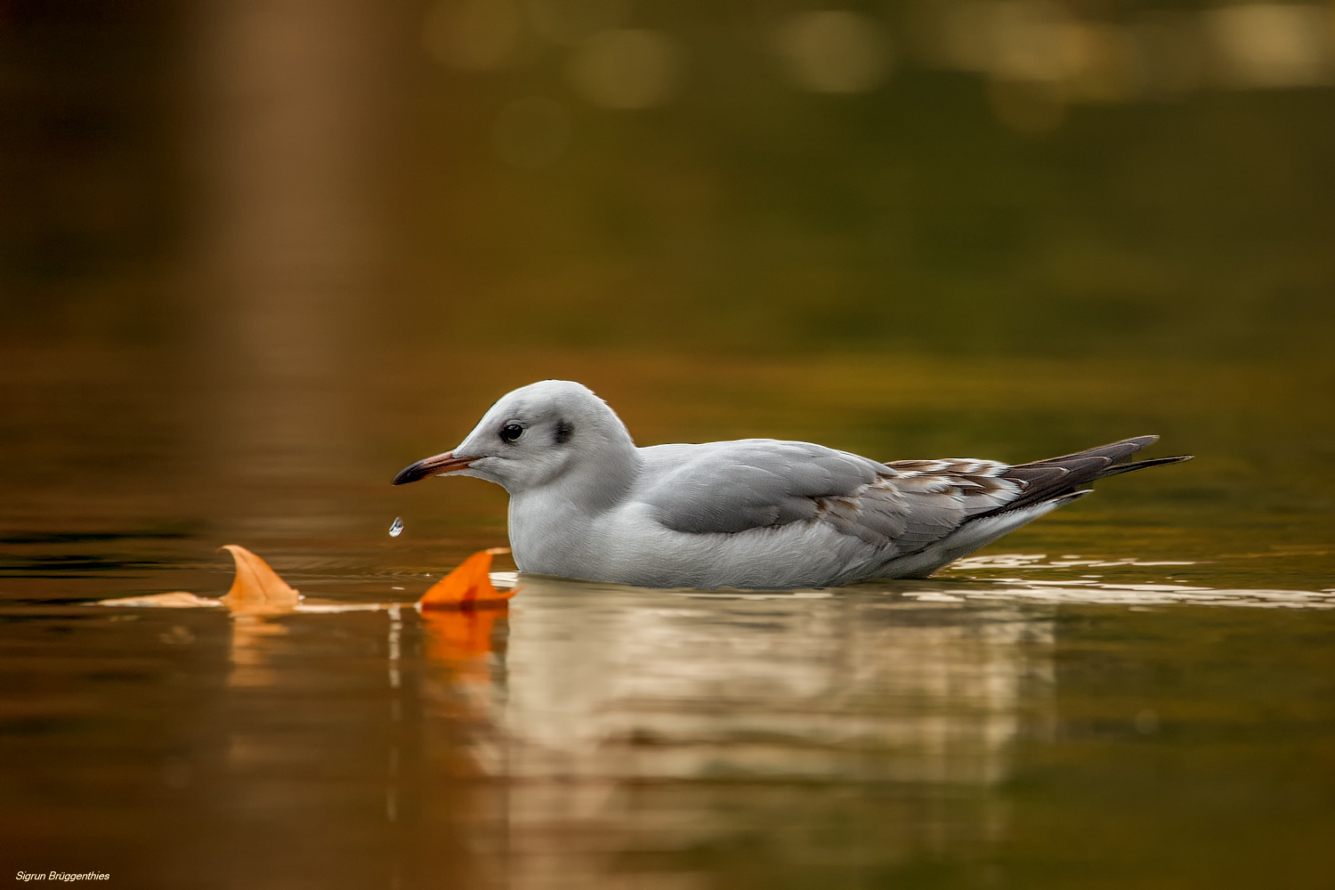 Herbstliche Lachmöwe