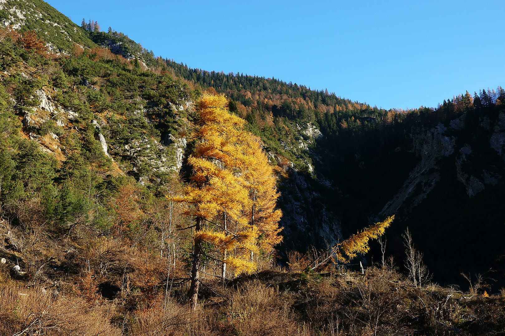 herbstliche Lärchen