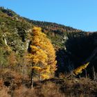 herbstliche Lärchen