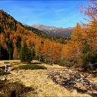 herbstliche Lärchen