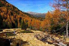 herbstliche Lärchen