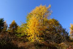 herbstliche Lärchen