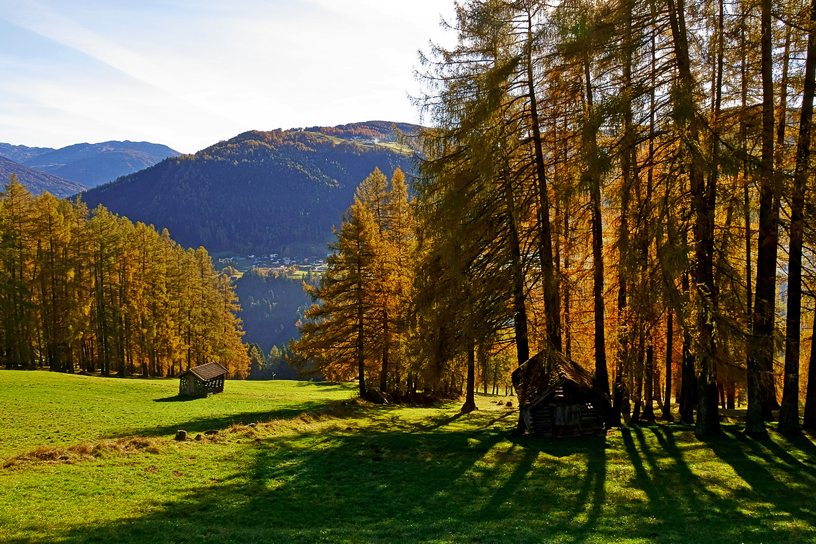 herbstliche Lärchen