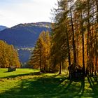 herbstliche Lärchen