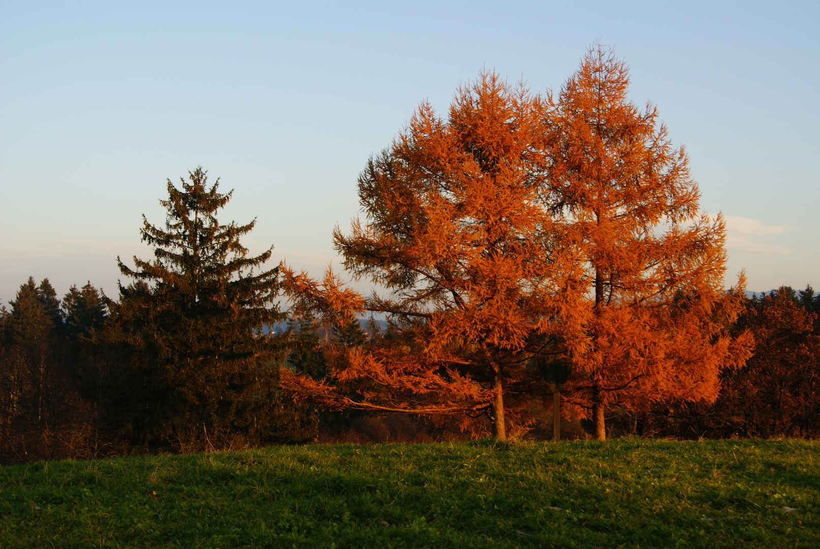 herbstliche Lärchen bei Sonnenuntergang