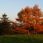 herbstliche Lärchen bei Sonnenuntergang