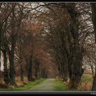 Herbstliche Landstraße..