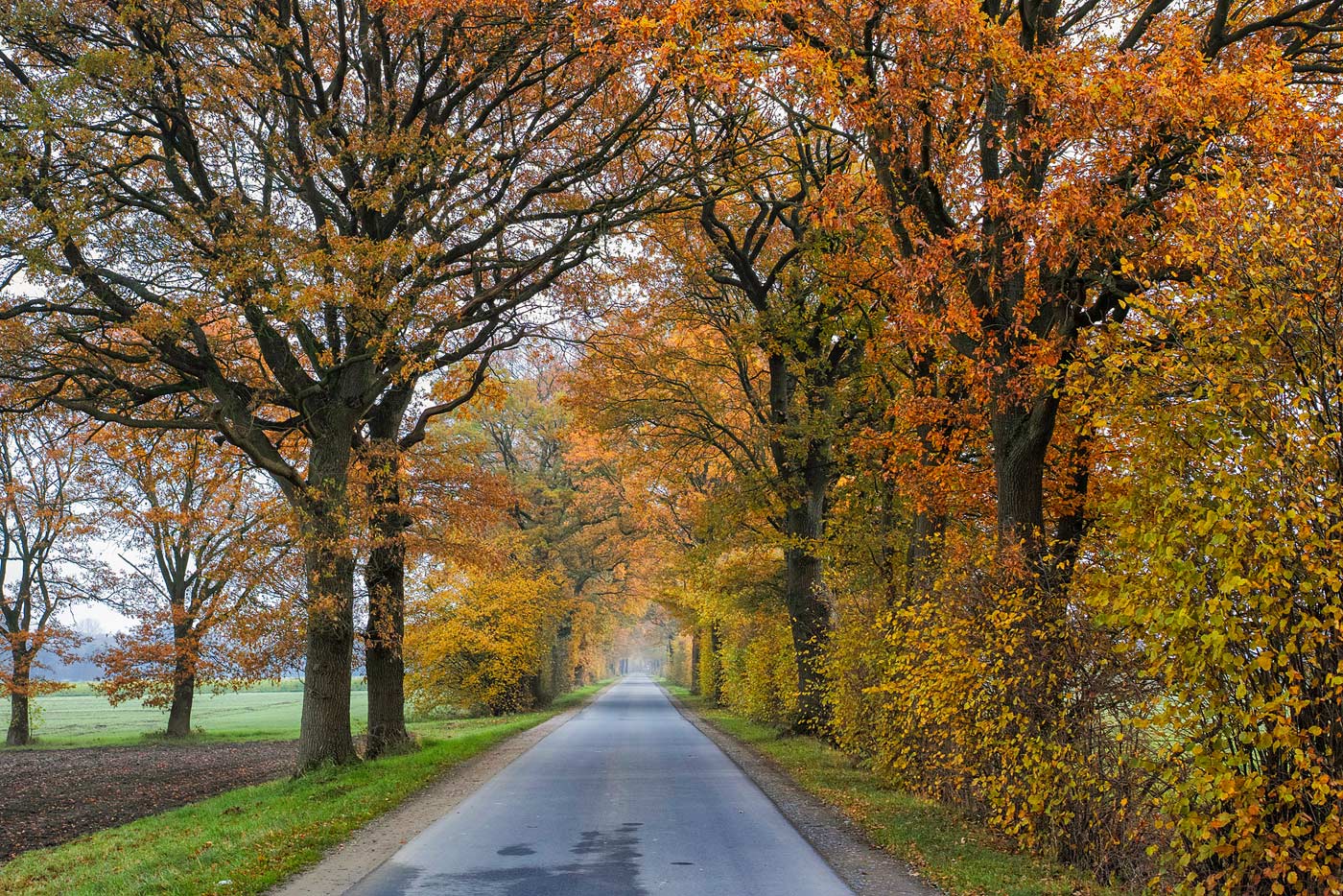 Herbstliche Landstraße