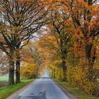 Herbstliche Landstraße