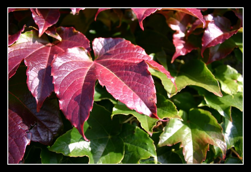 Herbstliche Laubverfärbung