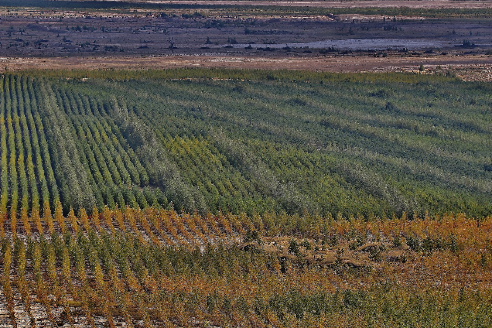 Herbstliche Lausitzimpressionen 2020/ 5