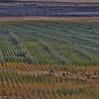 Herbstliche Lausitzimpressionen 2020/ 5