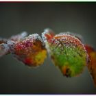 "Herbstliche Lichtblicke"