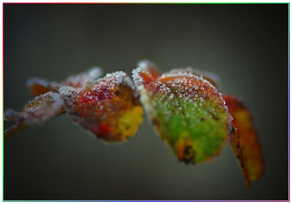 "Herbstliche Lichtblicke"