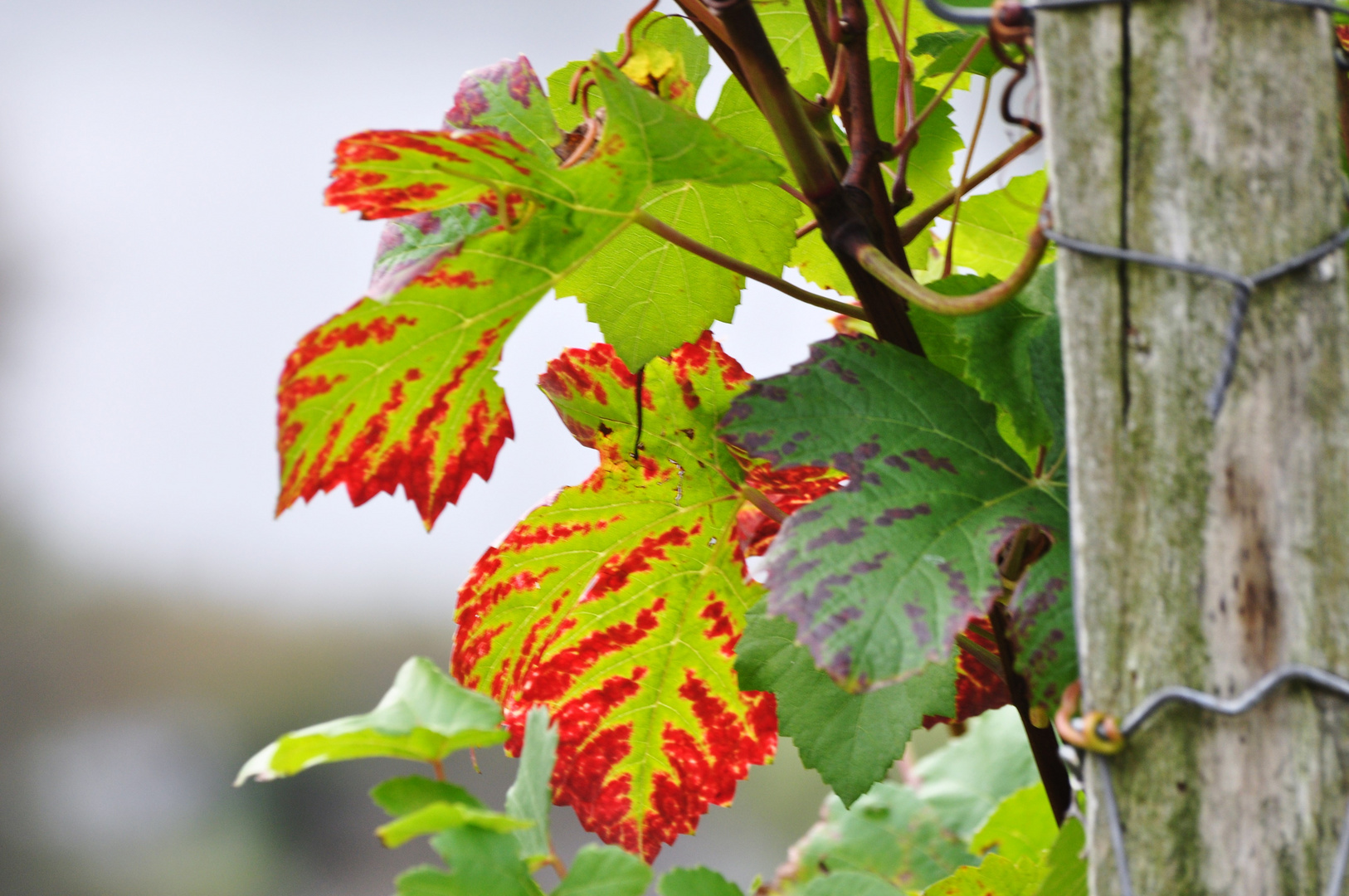 Herbstliche Lichtblicke