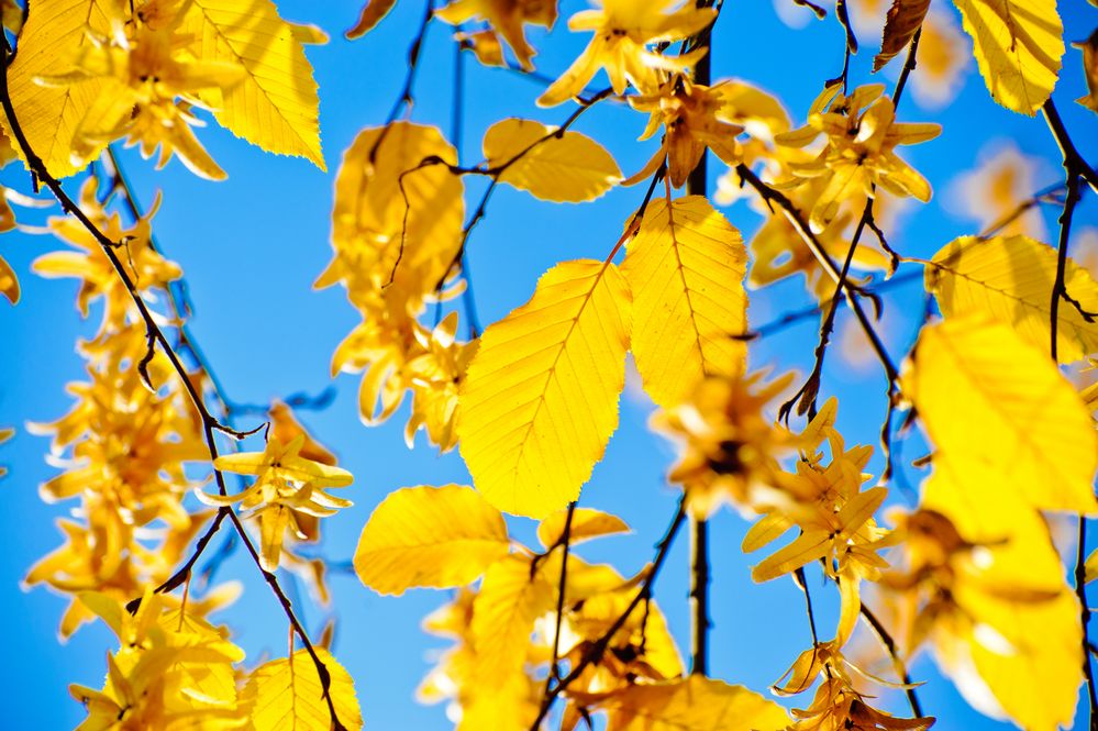 Herbstliche Lichtblicke für trübe Wintertage