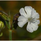 herbstliche Lichtnelke