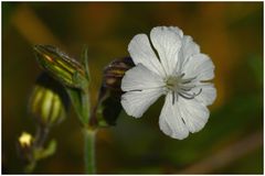 herbstliche Lichtnelke