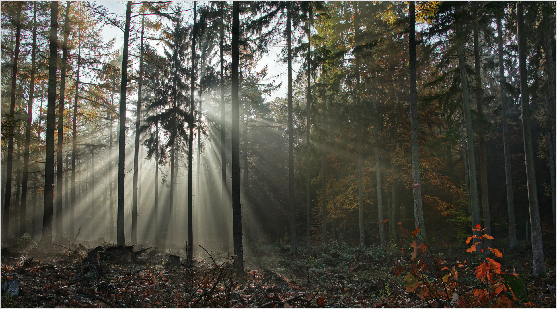 Herbstliche Lichtspiele.......