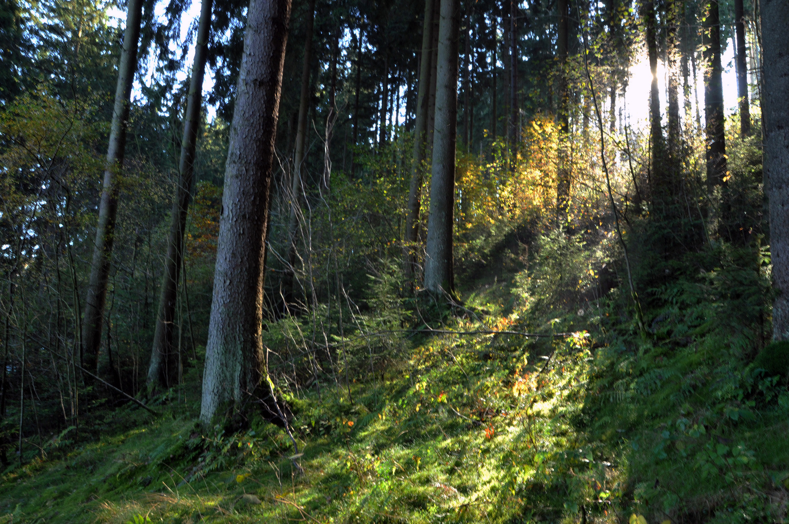 Herbstliche Lichtspiele