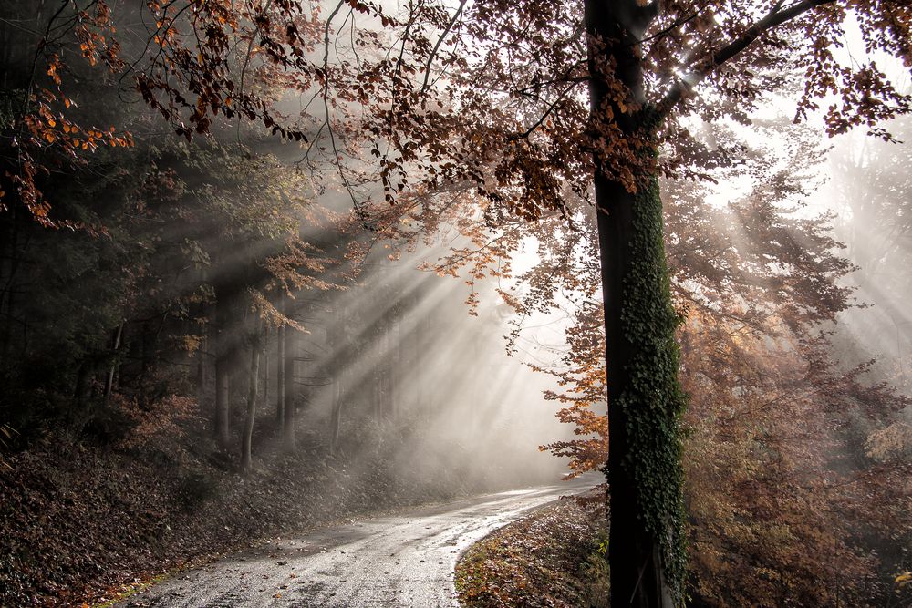 HERBSTLICHE LICHTSTRAHLEN.