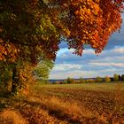 Herbstliche Lichtung