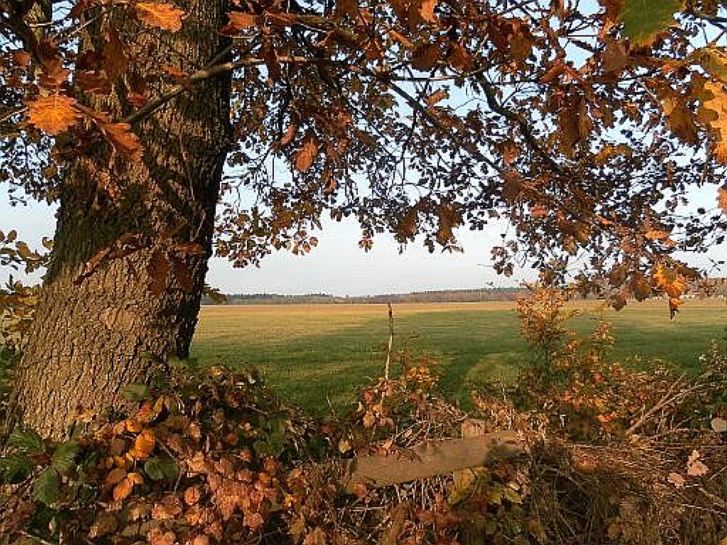 " Herbstliche Lichtung "