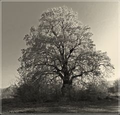 Herbstliche Linde.