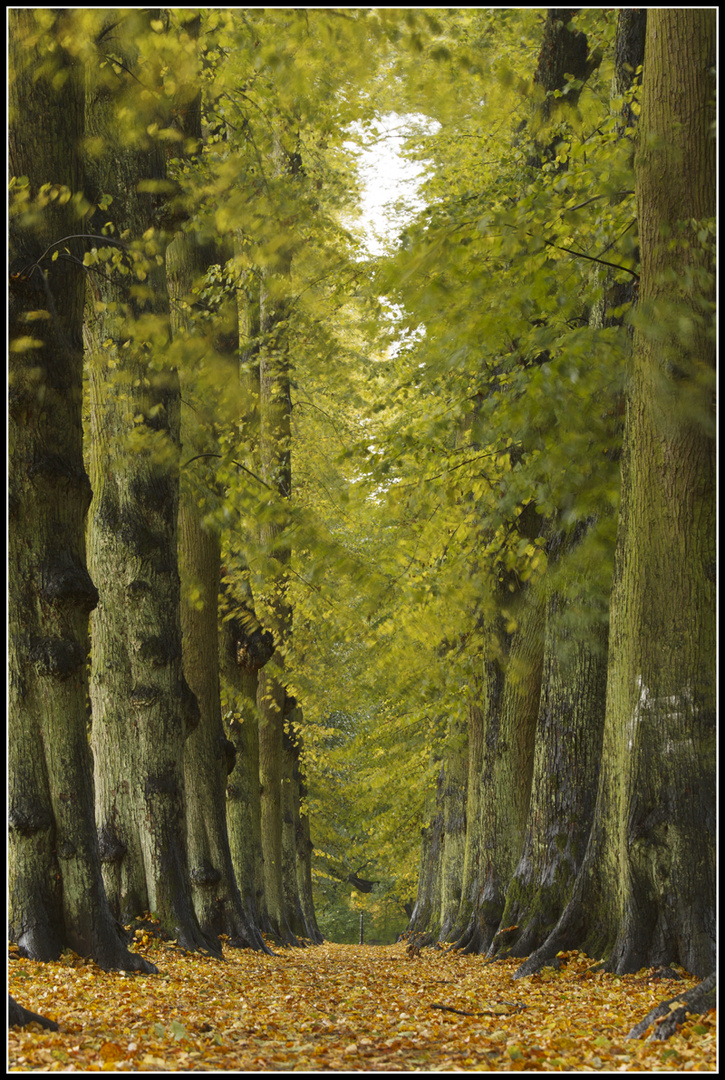 Herbstliche Lindenallee