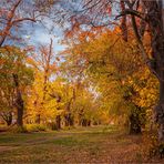 Herbstliche Lindenallee ... im November ... 2018