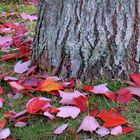 Herbstliche Loseblatt-Sammlung