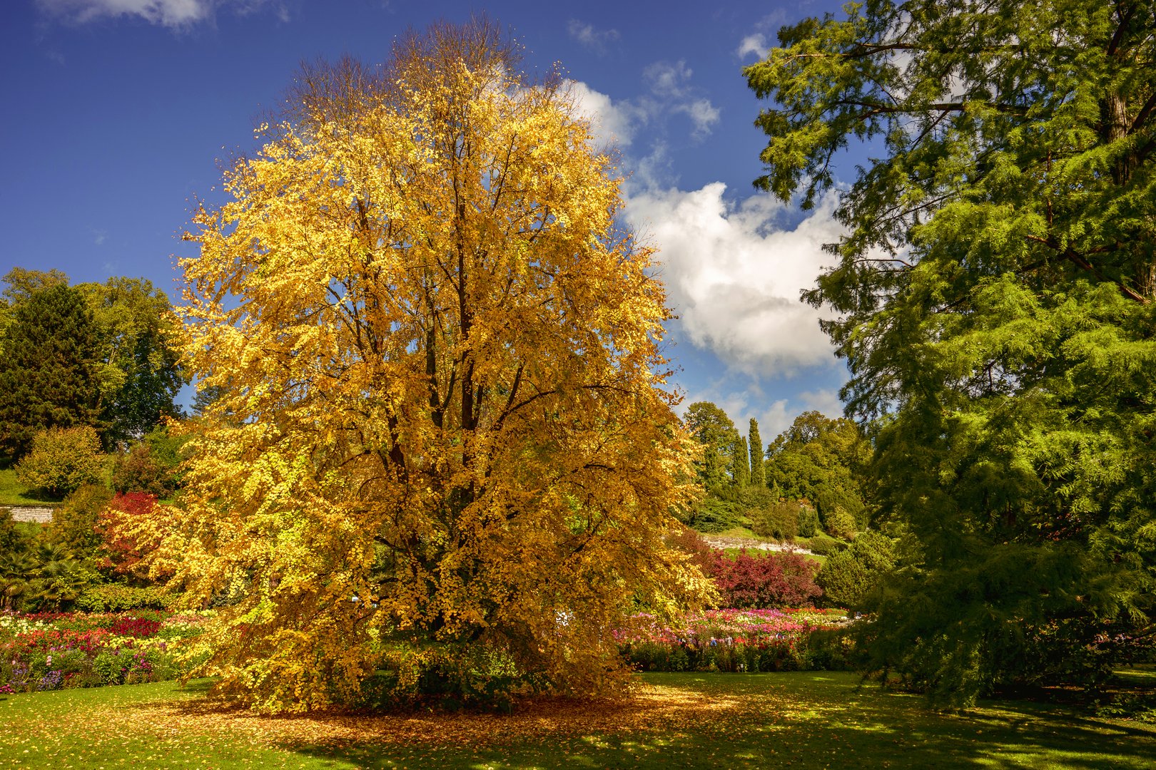 Herbstliche Mainau