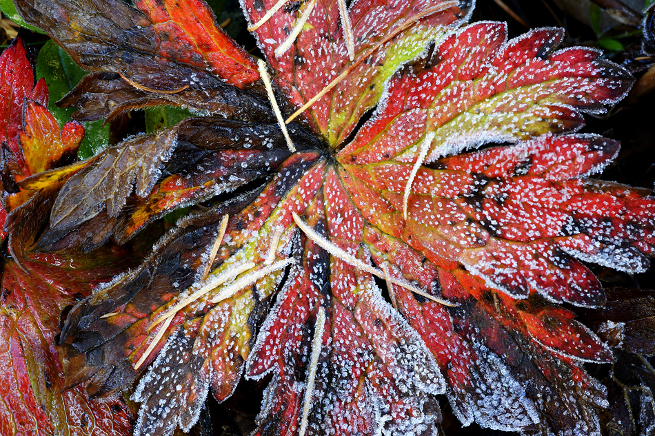 Herbstliche Makroimpression mit der neuen Sony SLT A77V Kamera fotografiert.