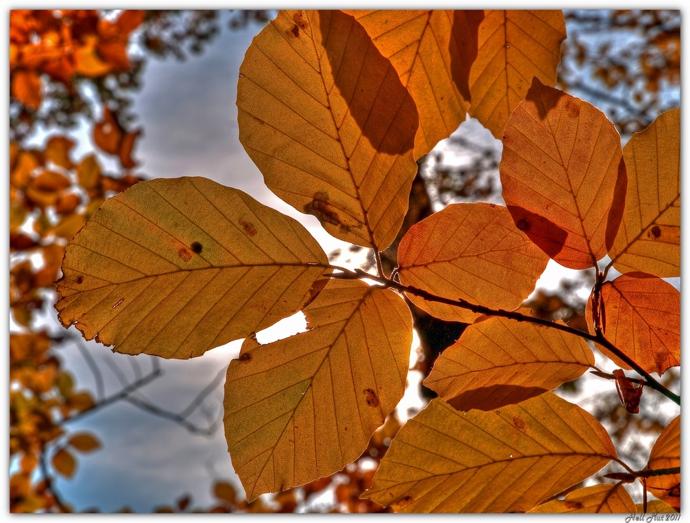 Herbstliche Mengenlehre