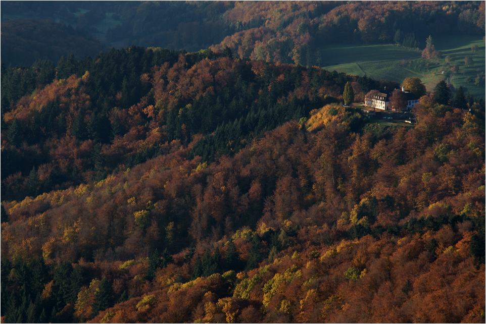 Herbstliche Mischwaldgesellschaft