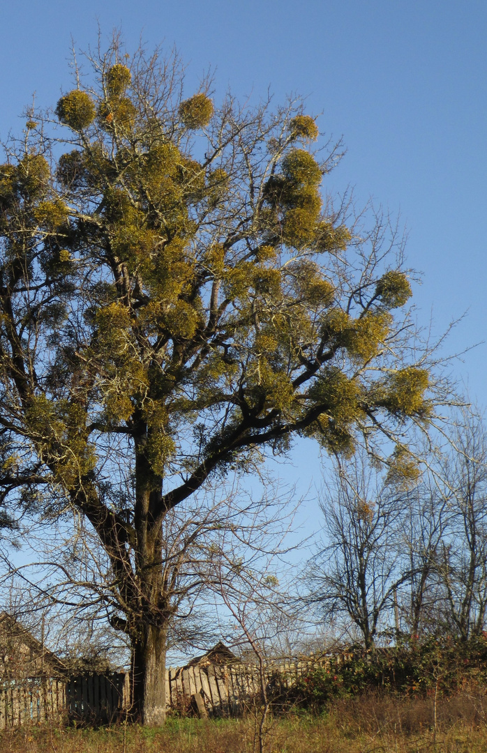 herbstliche Mistelpracht