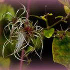 Herbstliche Mittwochs-Clematis