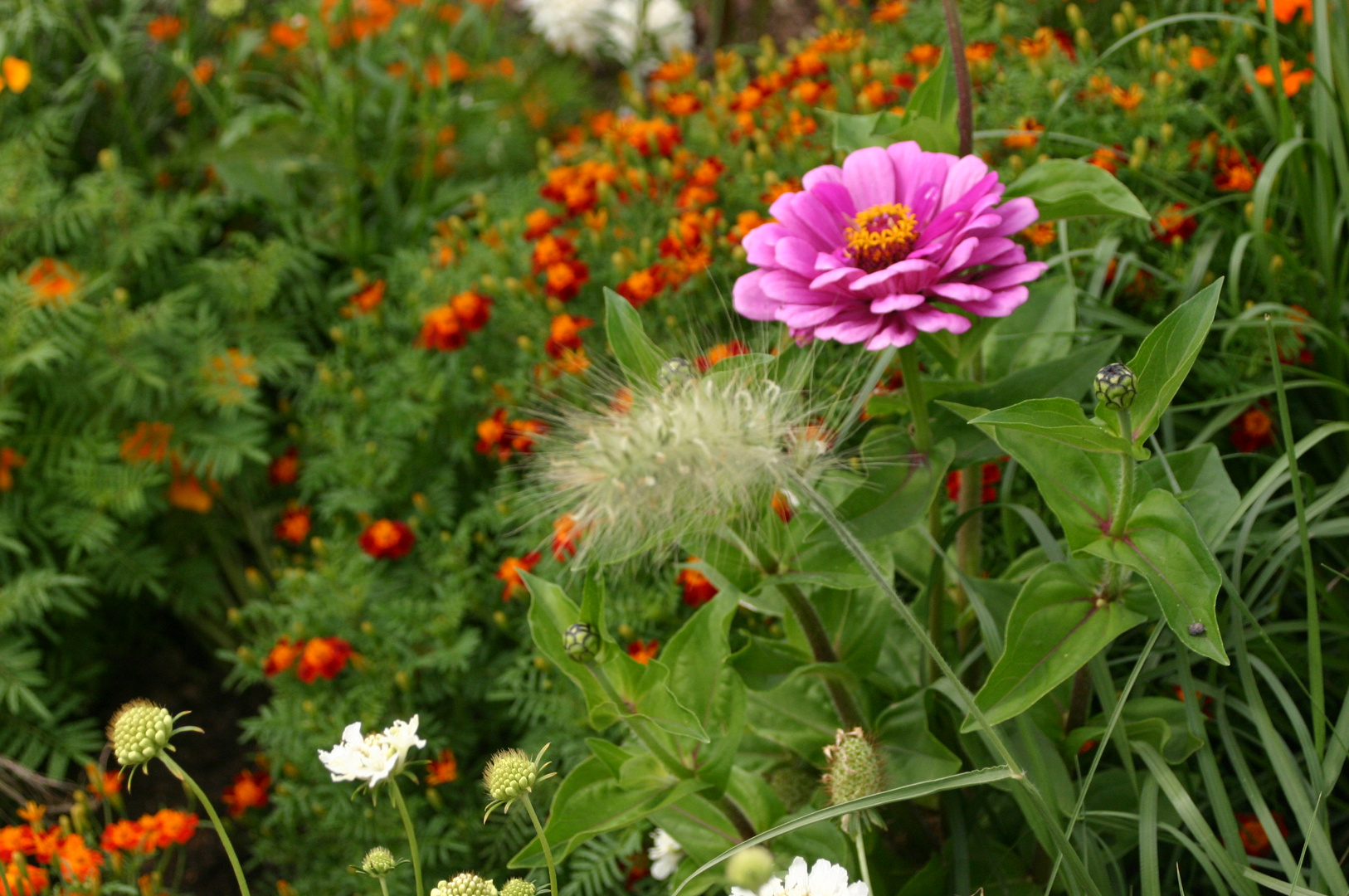 herbstliche Mittwochsblümchen