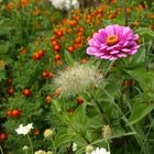 herbstliche Mittwochsblümchen