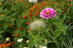 herbstliche Mittwochsblümchen