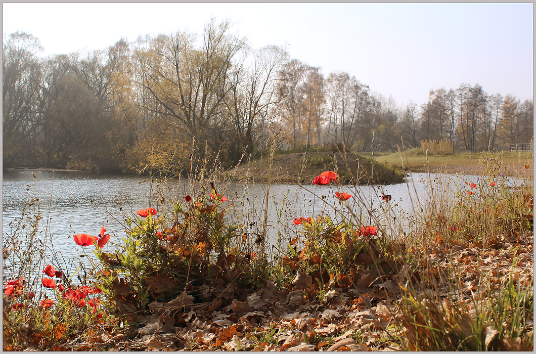 Herbstliche Mohne