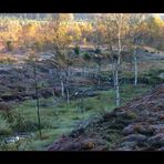 Herbstliche Moor-Schönheit... (4. der Serie  "Mecklenbruch")