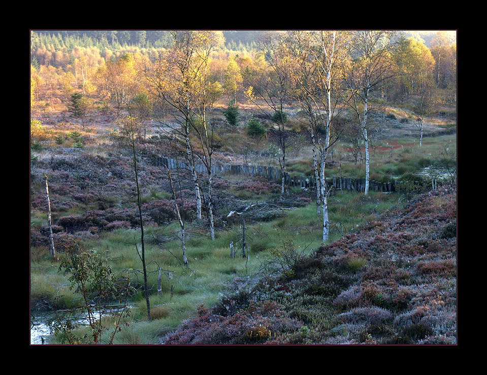 Herbstliche Moor-Schönheit... (4. der Serie  "Mecklenbruch")