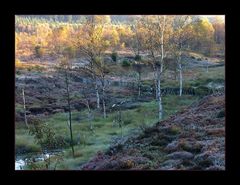 Herbstliche Moor-Schönheit... (4. der Serie  "Mecklenbruch")