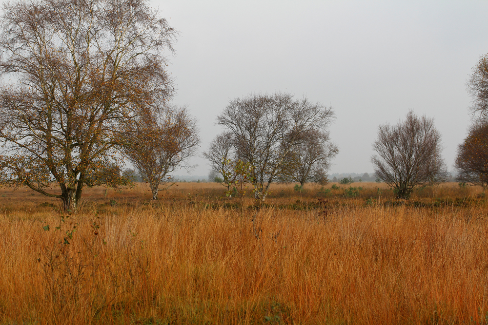 Herbstliche Moorlandschaft