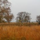 Herbstliche Moorlandschaft